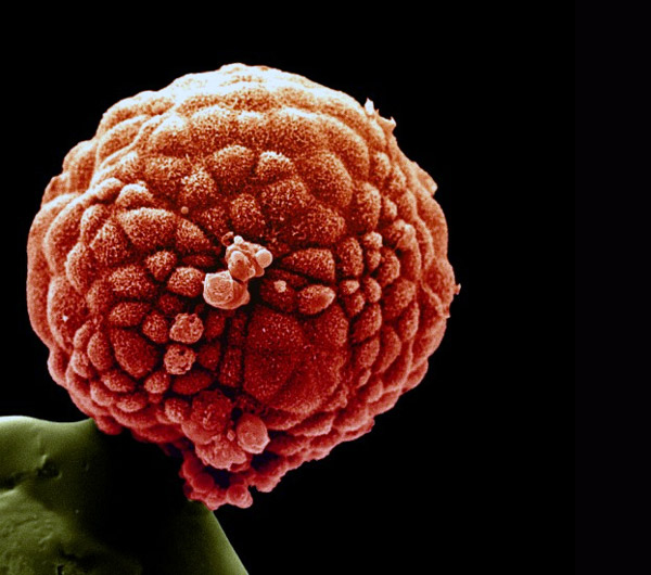 Пятидневный зародыш человека