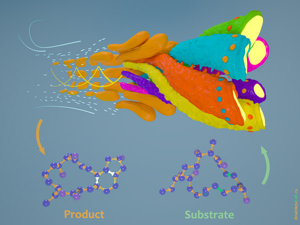 Гипотетическая схема действия фермента SpnF