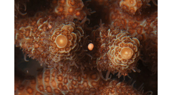 Коралл Acropora millepora
