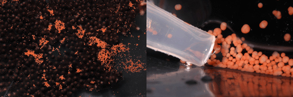 Кораллы и их гаметы