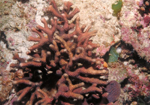 Ветвящаяся колония кораллов рода Madracis (фото с сайта coastal.er.usgs.gov)