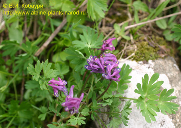 Хохлатка Corydalis conorhiza. Фото В. И. Кобаури с сайта alpine-plants.narod.ru