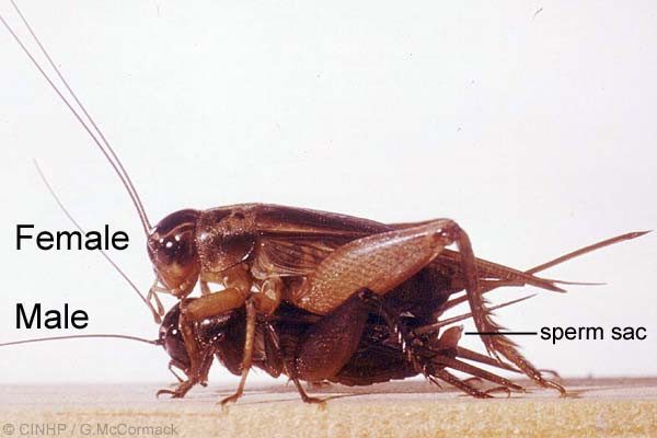 Копуляция сверчков Teleogryllus oceanicus (cамка сверху). Самец передает сперматофор (sperm sac) самке