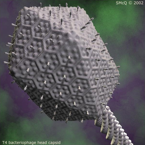 Устройство бактериофагов относительно единообразно — существенно более разнообразны отношения между фагами и бактериями. Они представляют целый спектр: от комменсализма до убийственного паразитизма. И каждый тип отношений оформляется особыми биохимическими средствами. Фото с сайта mansfield.osu.edu