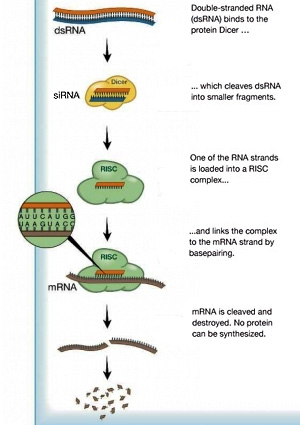 Механизм РНК-интерференции: двухцепочечная РНК распознается эндонуклеазой Dicer и разрезается на короткие 25-нуклеотидные фрагменты siRNA. Антисмысловая цепочка присоединяется к комплексу RISC, и они вместе находят комплементарную мРНК. Опознанная таким образом мРНК разрезается на куски и деградирует. Схема с сайта nobelprize.org