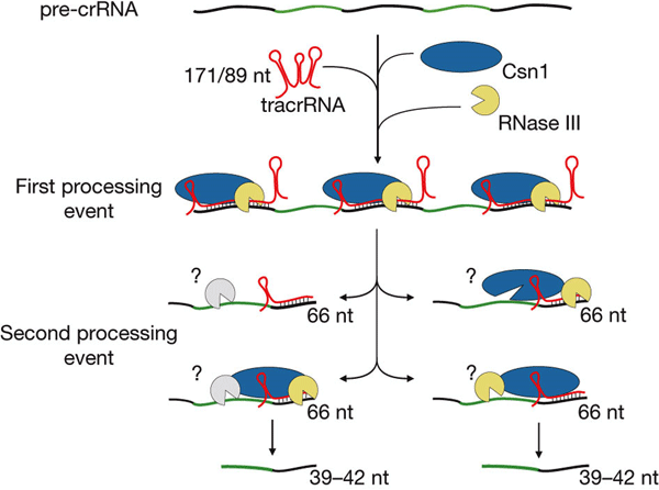 Схема участия необходимых компонентов в работе CRISPR. Из обсуждаемой статьи в Nature