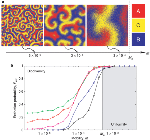 Рис. 2. Возрастание мобильности видов (M) приводит к большей гомогенности всей системы и к снижению биоразнообразия (числа сосуществующих видов). Мобильность возрастает слева направо (и на панели a, и на панели b). Панель а показывает, как выглядит пространственное распределение видов A, B и C (выделены красным, желтым и синим цветом) после длительного периода размножения и взаимодействия конкурирующих видов. Размер решетки — 1000×1000 ячеек, так что отдельная ячейка выглядит как точка. Три варианта соответствуют возрастанию мобильности (слева направо). Видно, как спирали пространственной структуры становятся всё крупнее, а по достижении критического значения мобильности (MC) спираль уже выходит за рамки рассматриваемого участка, где остается только один из трёх видов: A, B или C. Панель b показывает, как растет вероятность исчезновения вида из сообщества (extinction probability Pext) по мере увеличения мобильности. По достижении критической мобильности остается один вид. Линии разного цвета соответствуют разному размеру решетки: от 20×20 ячеек (зеленая линия) до 200×200 ячеек (черная линия). Рис. из обсуждаемой статьи в Nature
