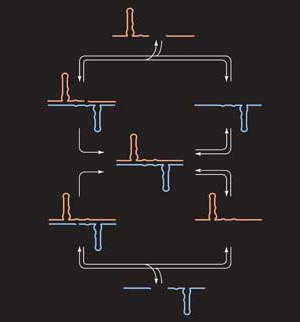 Схема репликации рибозимов в опыте Линкольн и Джойса. Исходными субстратами служат 4 олигонуклеотида (два розовых в верхней части рисунка и два голубых — в нижней). Голубой рибозим служит матрицей для сборки розового рибозима из двух розовых олигонуклеотидов, а розовый рибозим — матрицей для сборки голубого рибозима из двух голубых олигонуклеотидов. Рис. с сайта www.rsc.org