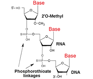 Модифицированная нуклеиновая кислота с фосфоротиоатами вместо фосфатов. Рисунок с сайта genelink.com