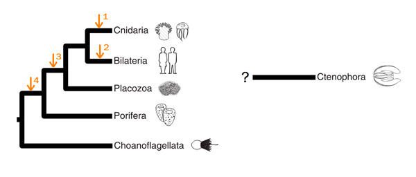 Проблема положения гребневиков на эволюционном древе животных