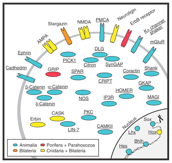 Белки нервной системы у многоклеточных животных: мембранные, цитоплазматические и ядерные