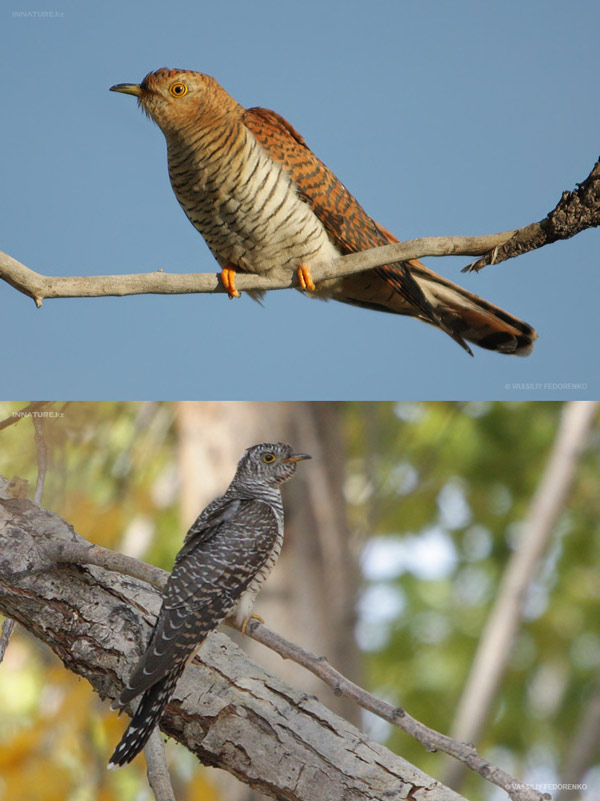 Рыжая и серая формы обыкновенной кукушки