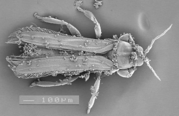 Трипс Cycadothrips chadwicki с прилипшей к нему пыльцой саговника (© Desley Tree). Фото из пресс-релиза Университета Юты