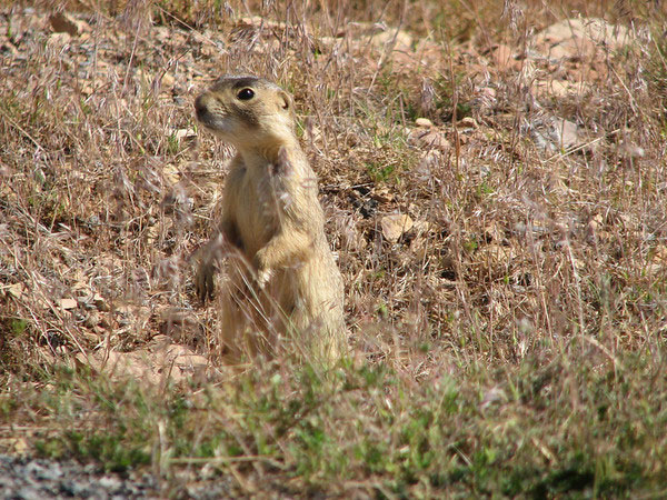 Белохвостая луговая собачка начеку: если заметит опасность, то ее тревожный крик вовремя оповестит сородичей. Фото с сайта dwr.smugmug.com