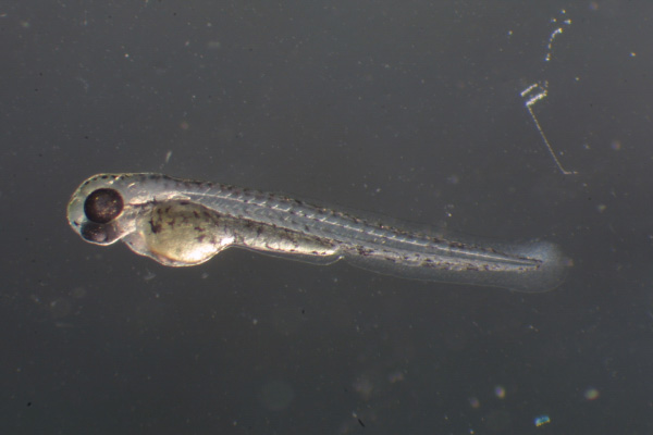 Трехдневный малек зебрового данио. У этого малька нормально развиты все органы, а вот у его менее удачливого сородича из-за мутации РНК-полимеразы III недоразвиты кишечник, поджелудочная железа, радужная оболочка глаз и последняя жаберная дуга — в этих органах снижены темпы деления клеток. (Фото с сайта www.cas.vanderbilt.edu)