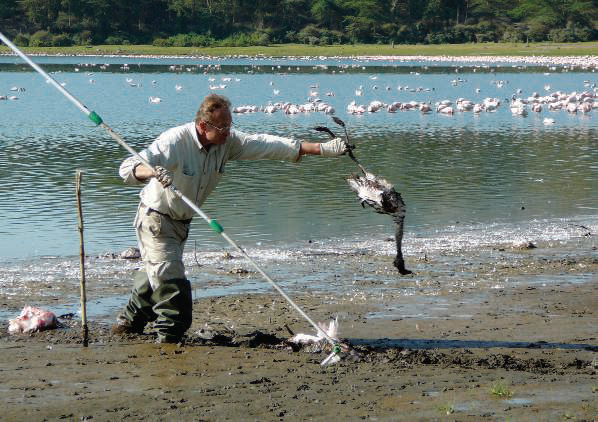 Сбор мертвых фламинго на одном из озер Кении