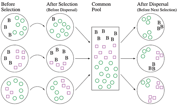 Рис. 1. Схема одного модельного цикла. Кругами обозначены участки. В данном случае емкость участка (K) равна 9. Маленькими кружками обозначены кооператоры, квадратиками — эгоисты, буквами — особи конкурирующего вида B. Рисунок из обсуждаемой статьи в Evolution