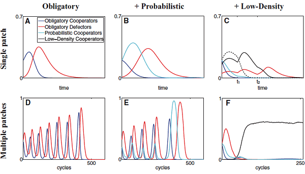 Рис. 2. Динамика численности особей вида A в модели. Синие линии — облигатные кооператоры, красные — облигатные эгоисты, голубые — вероятностные кооператоры, черные — плотностно-зависимые кооператоры. Рисунок из обсуждаемой статьи в Evolution
