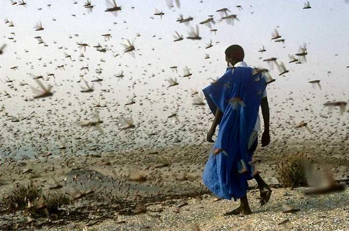 Стая саранчи в Мавритании. Фото © Jean-François Hellio & Nicolas Van Ingen с сайта ngm.nationalgeographic.com