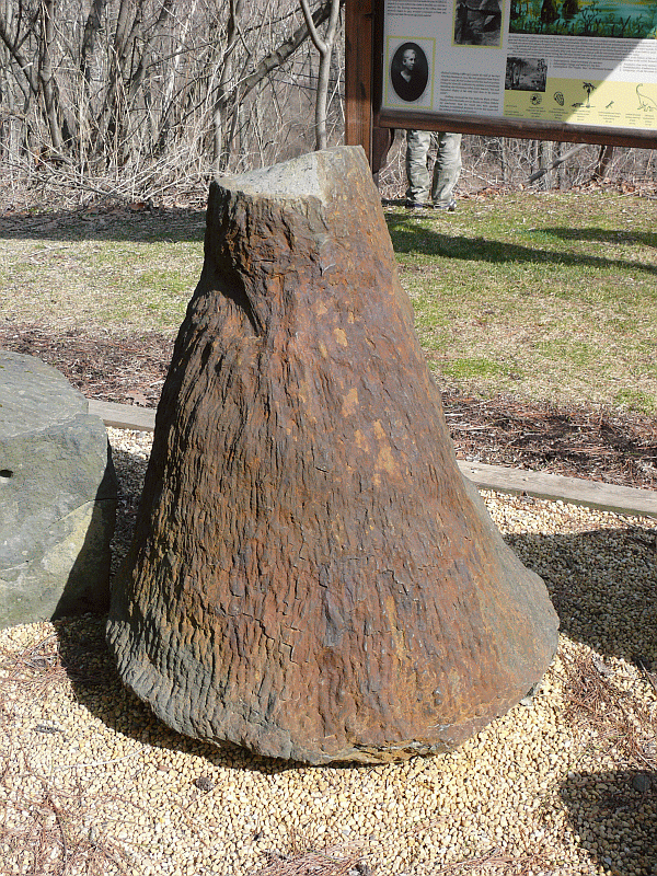 Нижняя часть дерева Eospermatopteris из Гилбоа