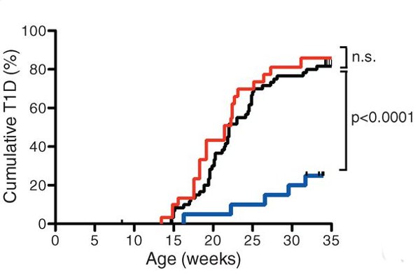 Рис. 6. Процент заболеваний аутоиммунным диабетом первого типа у обычных самок (черная кривая), самок, которым пересаживали микрофлору других самок (красная кривая), и самок, которым пересаживали микрофлору самцов (синяя кривая). Видно, что к 35-й неделе меньше всего животных заболело среди самок, которым пересаживали микрофлору самцов