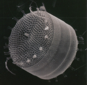 Центрическая диатомея Thalassiosira. Геном этой водоросли был прочтен в 2004 году. Фото с сайта blocs.xtec.cat