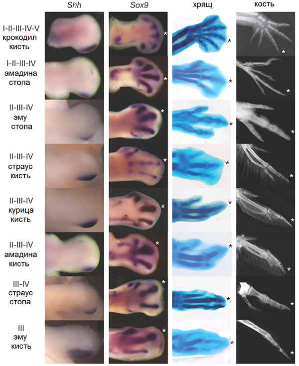 Рис. 3. Развитие конечностей современных архозавров
