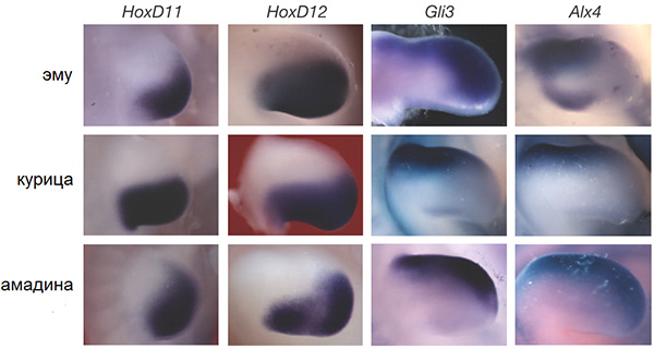 Рис. 4. Экспрессия «задних» (Hoxd11, Hoxd12) и «передних» (Gli3, Alx4) генов конечности в зачатках крыльев птиц