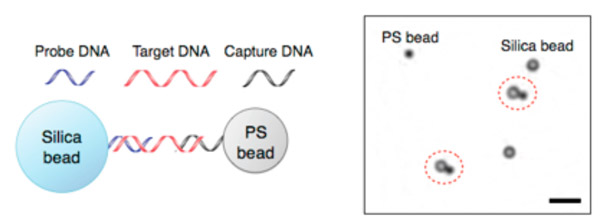 Рис. 3. Поиск целевой ДНК в образце