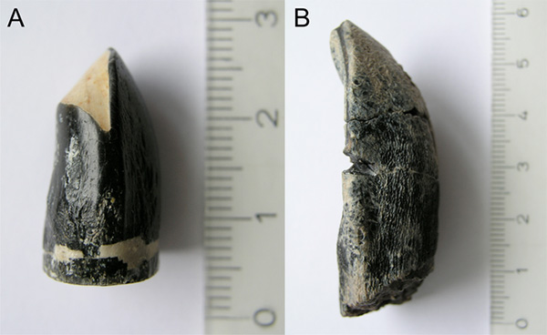 Фотографии двух зубов динозавров, использованных для определения температуры тела. Слева (A) — Brachiosaurus brancai, справа (B) Camarasaurus sp. Шкала линейки — сантиметры. Рис. из дополнительных материалов к статье: Eagle R.A. et al., 2010