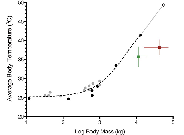Зависимость средней температуры тела (°C по вертикали) от массы тела (кг, логарифмическая шкала) для выборки современных крокодилов (светло-серые кружочки) и динозавров. По: Gillooly J. F. et al., 2006 c добавлением. Из статьи: Eagle R.A. et al., 2010