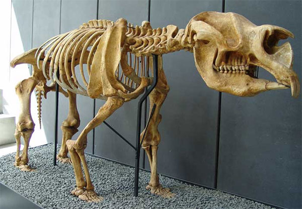 Скелет Zygomaturus tasmanicus — зверя из группы дипротодонов, самых крупных сумчатых, когда-либо существовавших на Земле. В длину они достигали 2,5 м, а весили 300–500 кг. Хотя иногда дипротодона называют «сумчатым бегемотом», на самом деле это родственник доживших до нашего времени вомбата и коалы. Предполагается, что древние жители Австралии охотились на этих животных. Фото с сайта www.dinosoria.com