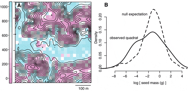 Рис. 1. A — схема обследованного участка леса. Показан рельеф местности (горизонтали нанесены через 2 м), а цветом выделены значения «удельной (на единицу массы) площади листьев». Хорошо видно, что на «возвышенностях» и в «понижениях» преобладают деревья, различающиеся по удельной площади листьев, что указывает на «фильтрацию», производимую средой (в долинах преобладают деревья с более тонкими листьями). Отдельные «квадратики» на плане — это учетные площадки размером 20 x 20 м. B — реальное распределение массы семян деревьев, произрастающих по соседству, то есть попавших на одну учетную площадку 20 x 20 м (сплошная линия — observed quadrat) и распределение, ожидаемое согласно нулевой гипотезе (пунктирная линия — null expectation), предполагающее независимое случайное распределение растений друг относительно друга. Видно, что для деревьев, оказавшихся рядом, наблюдается больший разброс значений этого признака, чем ожидаемый при случайной выборке. Иными словами, соседствующие деревья разных видов в большей степени различаются по размеру семян, чем это предсказывается на основе случайного их распределения. Рис. из обсуждаемой статьи в Science