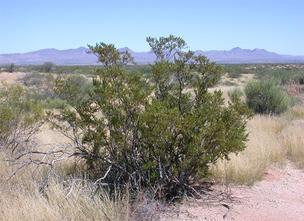 Кусты ларреи (Larrea tridentata) в пустыне в Аризоне