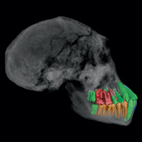 Рис. 1. Череп подростка D2700 из Дманиси