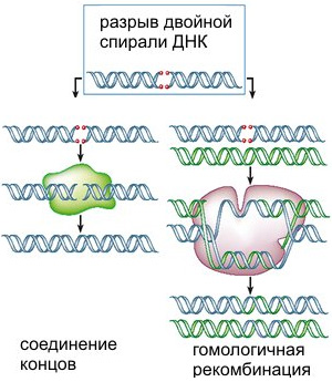 Два основных способа «починки» разрывов двойной спирали ДНК. Первый способ (негомологичное соединение концов) чреват неточностями — потерей или вставкой лишних нуклеотидов в районе разрыва. Второй более точен, но требует наличия «запасной копии» поврежденного фрагмента ДНК. Как выяснилось, эта запасная копия не обязательно должна быть двухцепочечной ДНК (зеленая двойная спираль на рисунке): годится и одноцепочечная ДНК, и даже РНК. Изображение с сайта people.bath.ac.uk