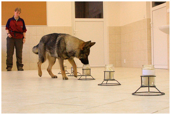 Нюх собаки исключительно острый