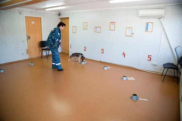 Ход эксперимента