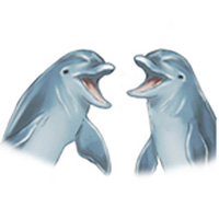 Приглашая другого дельфина поиграть, афалины чаще всего демонстрируют три типа поведения