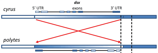 Рис. 4. Инвертированный участок хромосомы, содержащей ген dsx у мимикрирующей формы polytes и обычной cyrus