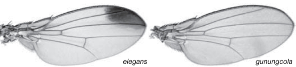 Близкородственные виды мух-дрозофил Drosophila elegans и D. gunungcola, разделившиеся 2–2,8 млн лет назад и сохранившие способность к перекрестному скрещиванию, различаются окраской крыльев. Первый вид сохранил унаследованные от предков пятна на крыльях, второй утратил их (рис. из статьи в Nature)
