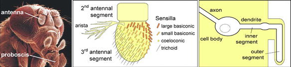 Слева: органы обоняния (антенна) и вкуса (хоботок) у мухи дрозофилы. В центре: кончик антенны с чувствительными волосками — сенсиллами. Справа: схема строения обонятельного нейрона. Рис. из статьи в PloS Biology