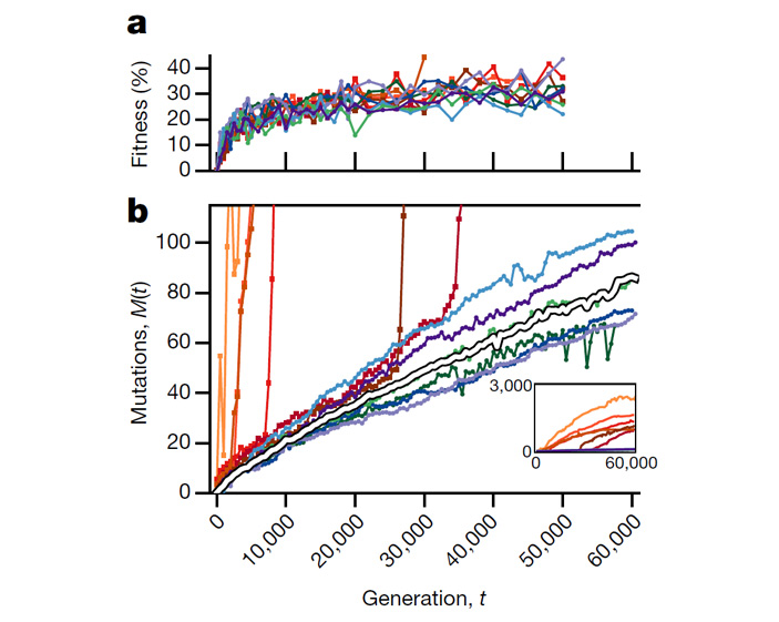 Рис. 2. Динамика приспособленности и накопления мутаций в 12 популяциях