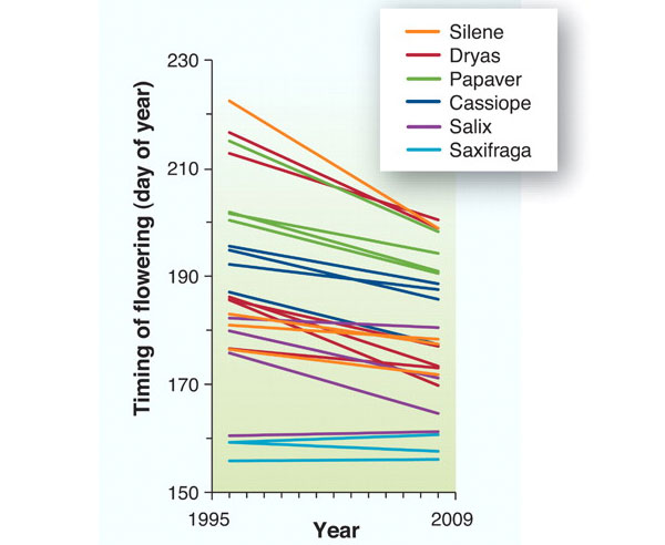 Рис. 2. В связи с потеплением на территории Гренландии наблюдается всё более раннее цветение растений. Графики показывают изменение даты начала цветения представителей шести различных родов сосудистых растений за период с 1996-го по 2008 год (виды разных родов показаны разным цветом). По оси абсцисс отложены годы, по оси ординат — дни календарного года. Рис. из обсуждаемой статьи в Science