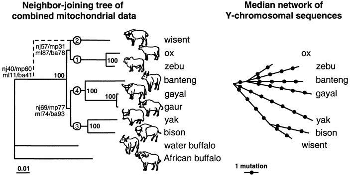 Рис. 2. Слева — митохондриальное дерево быков, справа — дерево, построенное на основе последовательности их Y-хромосом