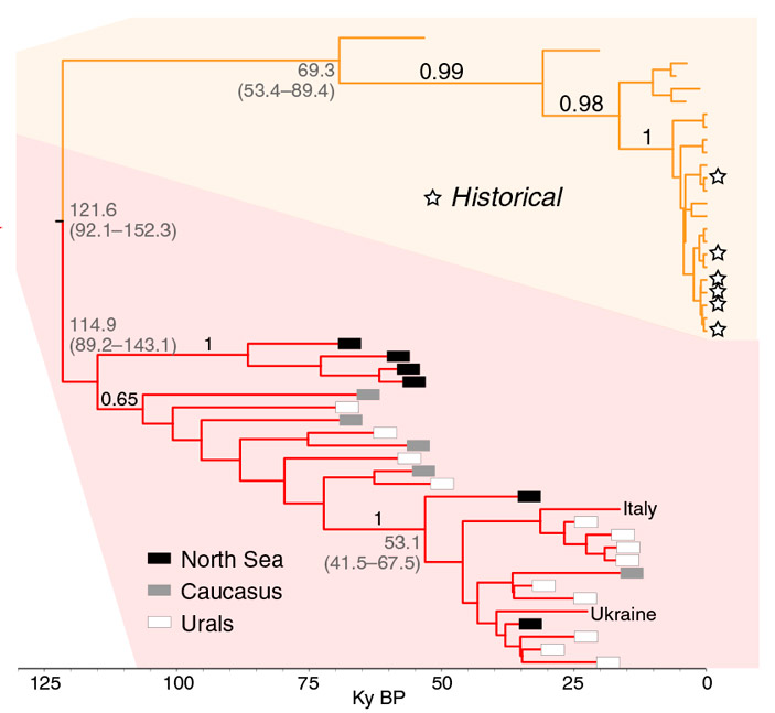Рис. 4. Сложение митохондриальных деревьев ископаемых зубров и клады Х