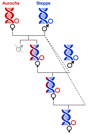 Рис. 5. Схема смешения самок туров (Auchors) и самцов степных зубров (Steppe) в ряду поколений