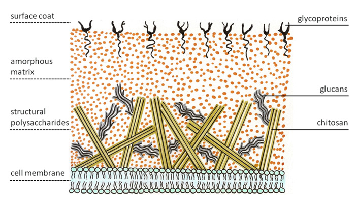 Типичное строение клеточной стенки грибов