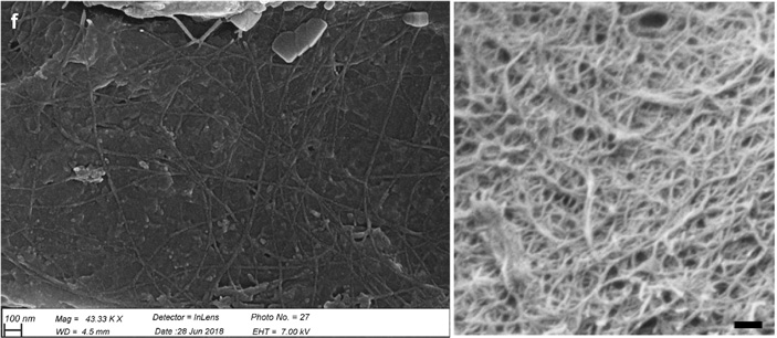 Рис. 4. Микрофибриллы в оболочке спороподобного вздутия O. giraldae