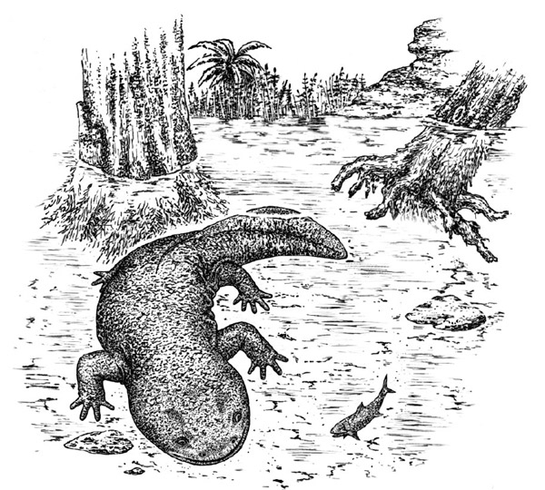 Рис. 5. Неотеническая саламандра Kokartus